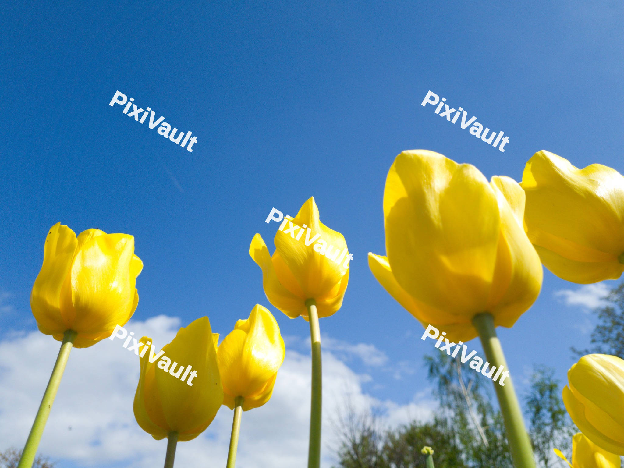 Yellow tulips